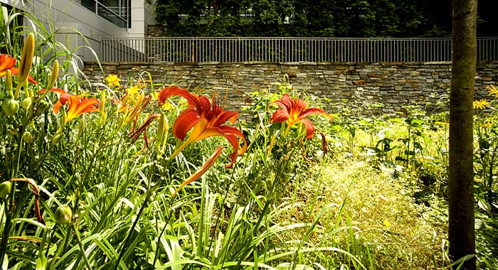 Landschaftsarchitekturaufnahmen Generali in München